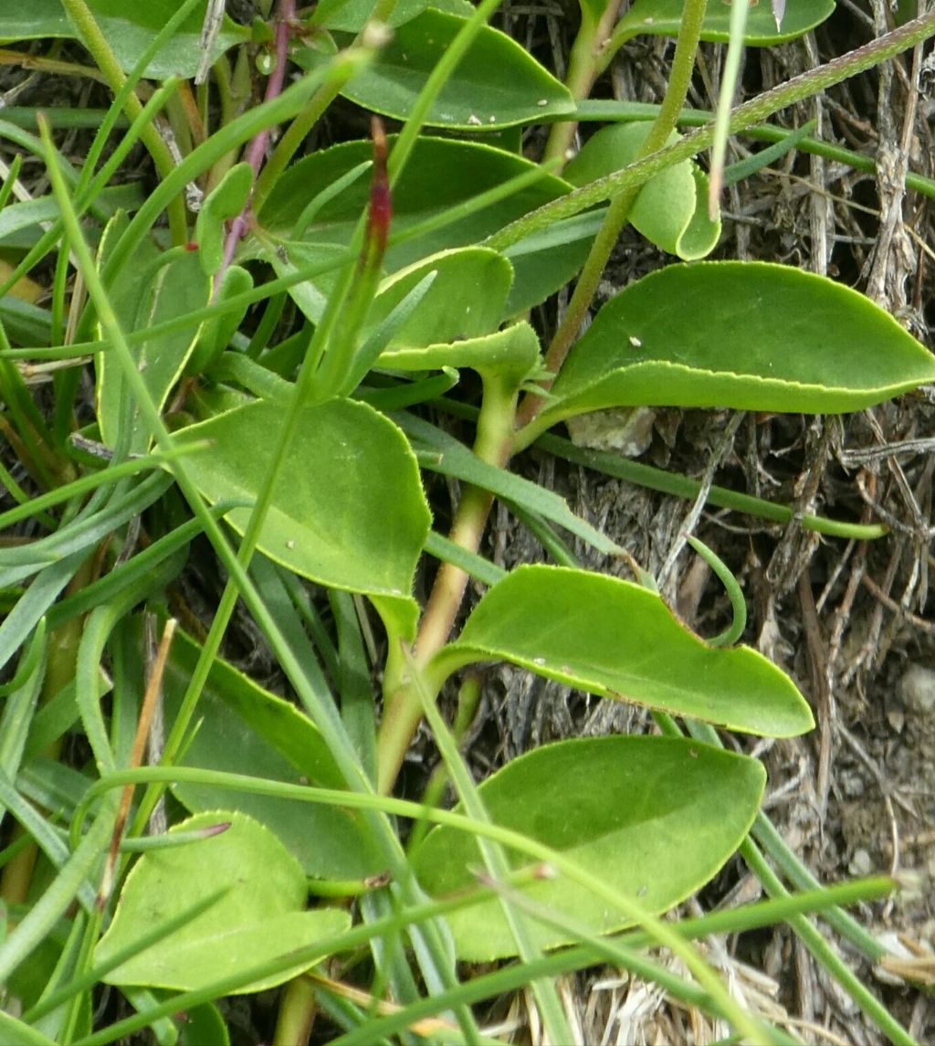 Veronica allionii